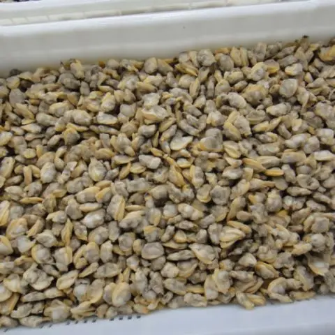 
Healthy Fresh Natural Frozen Boiled Short Neck Clam Prices 