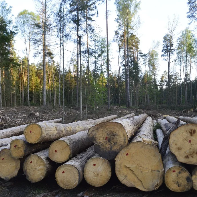 Teak Wood - Round Logs, Swan Timber Logs for sale