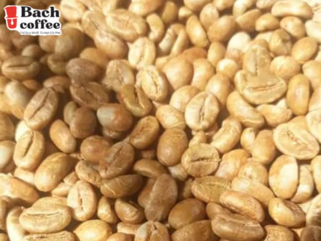 Roasted White Coffee Beans - White Coffee has up 50% more caffeine than fully-roasted coffee - Small Batch