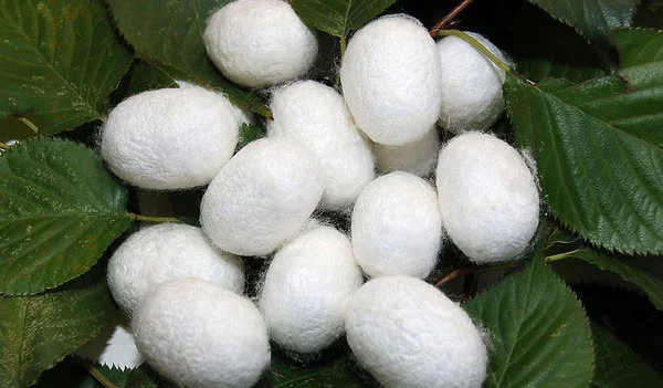 Silkworm Cocoon , Cocoon Silk Cocoon Price White KV Mulberry Silk 100% Silk Fiber Dyed 4-5