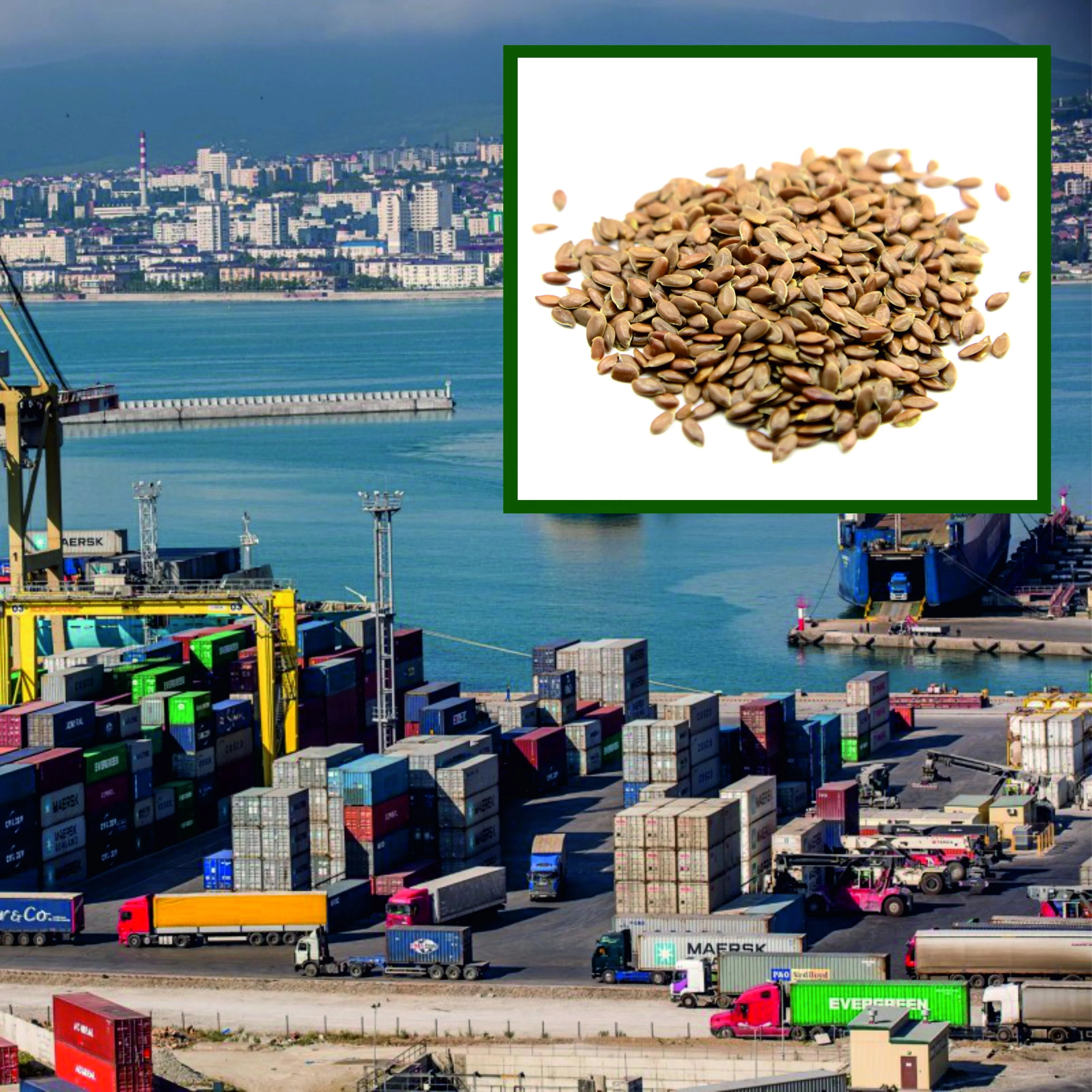 
High quality flax seed linseed in bulk, from manufacturer 