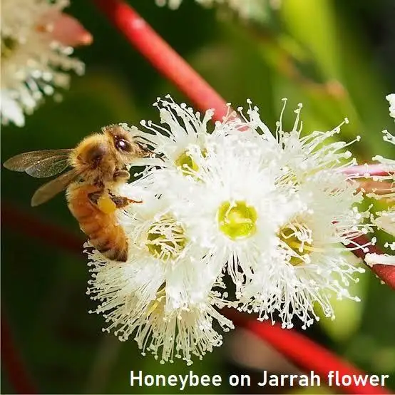 
100% Pure 21kg Bucket No Additives Malt-like Flavor Nutty TA35+ Jarrah Honey With Shelf Life 3 Years+ From Australia 