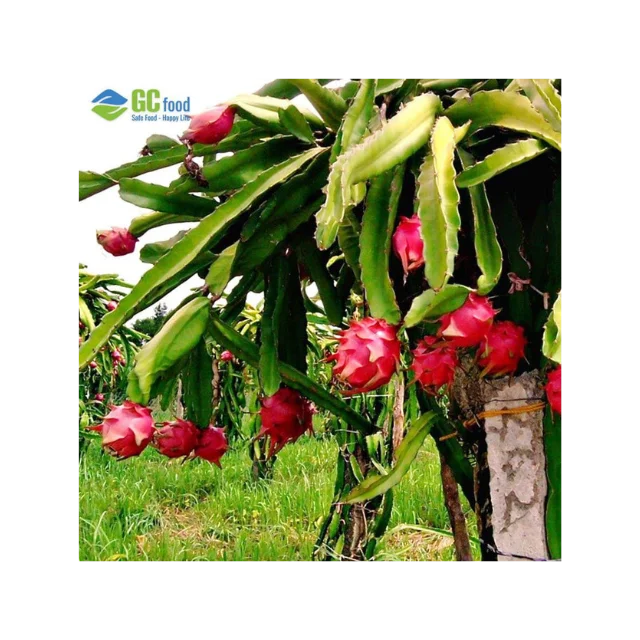 Best Price Red Fresh Dragon fruit - 100% Natural Sweet made in Viet Nam