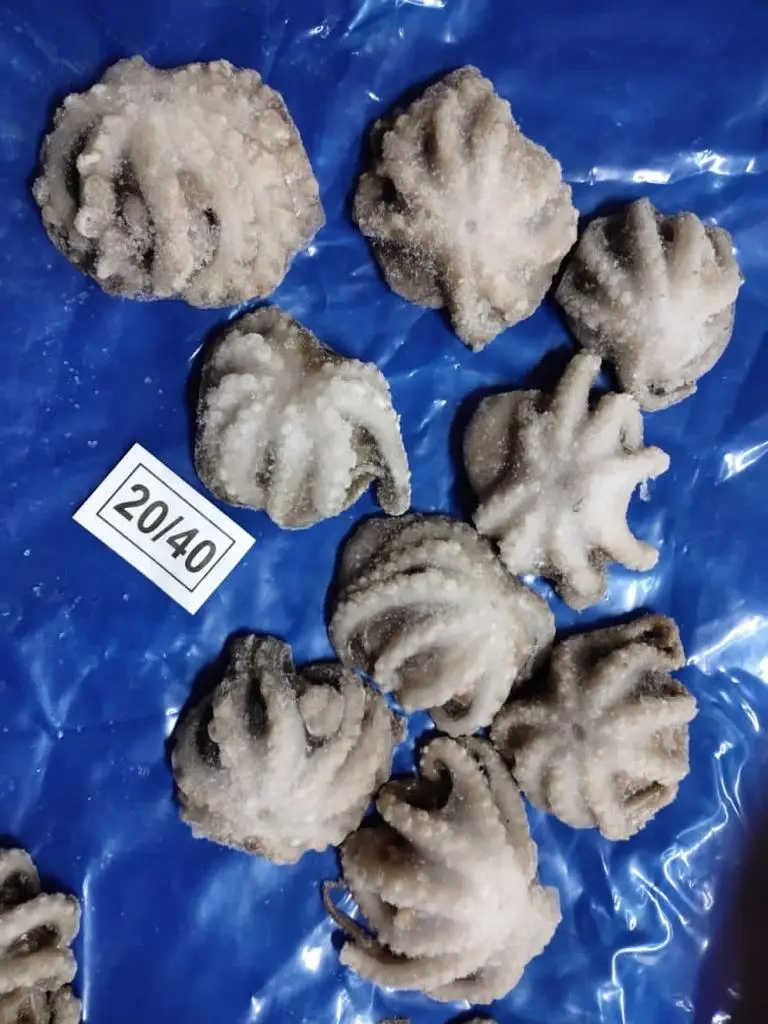 frozen baby octopus cleaned from India, Octopus cleaned IQF