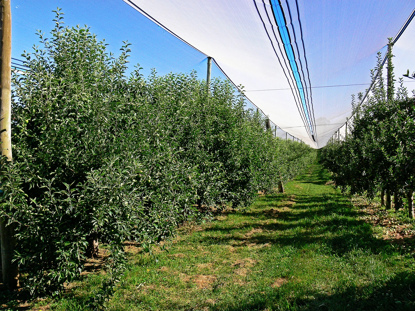 Best Sweet Fruits Apples Granny Smith Cultivar From Italy Organic for Horeca Wholesale