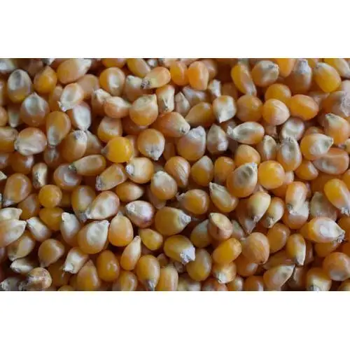 popcorn-seed-500x500.jpg