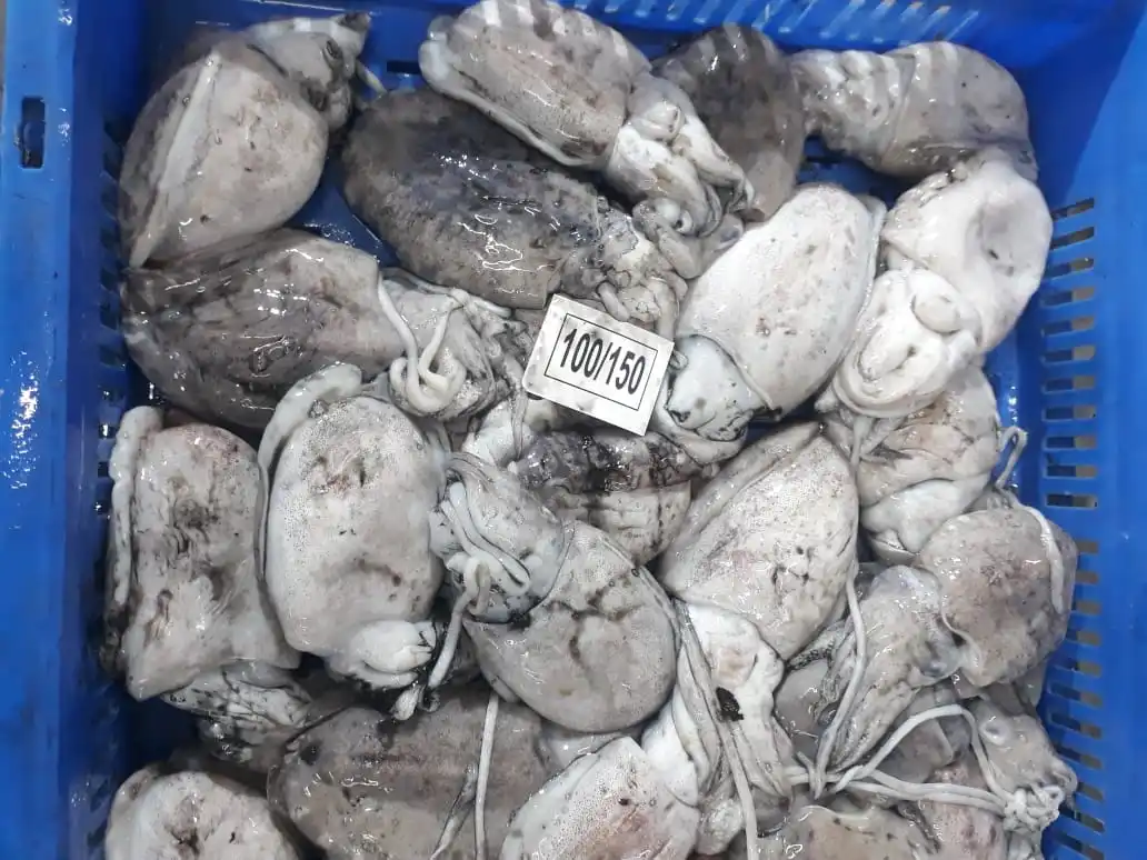 Высокое качество Замороженные тушки Каракатица блок из Индии