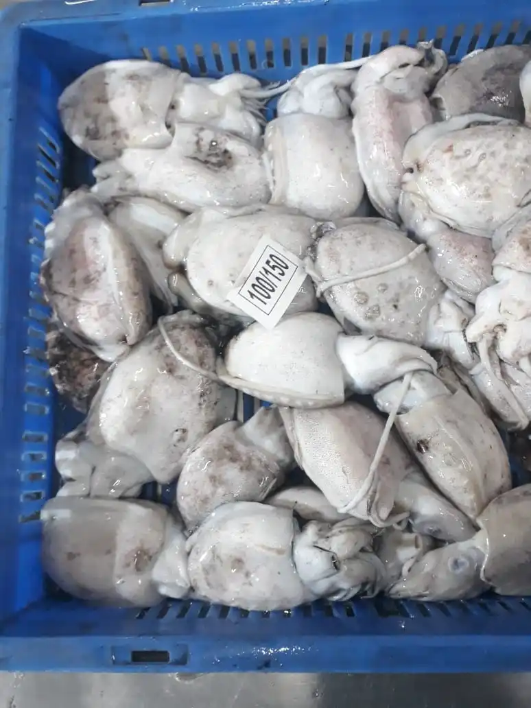 Высокое качество Замороженные тушки Каракатица блок из Индии