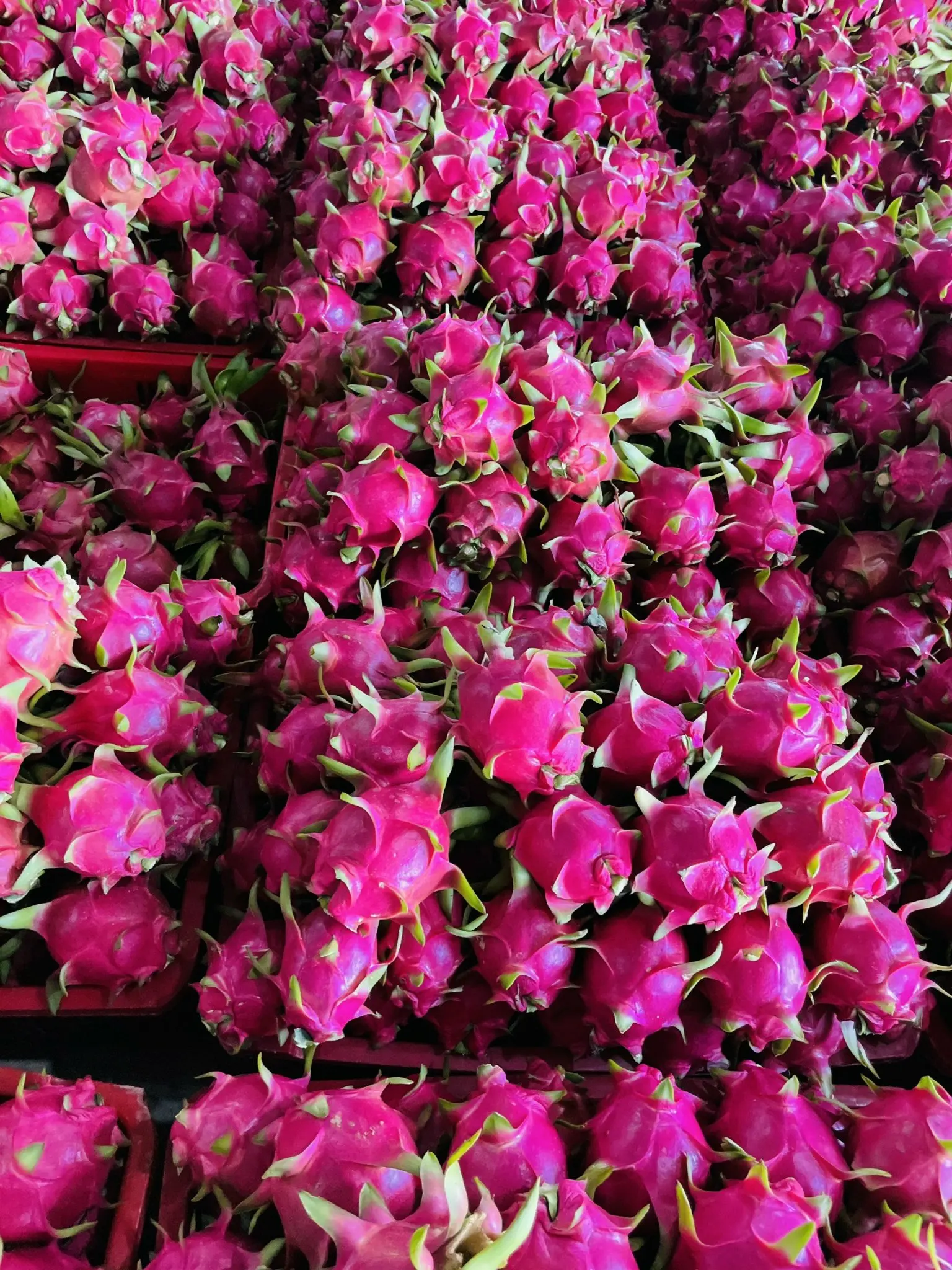 
Viet Nam Dragon Fruit Hylocereus polyrhizus - rich nutrition pitaya high quality red skin wholesale price free tax to EU Korea 