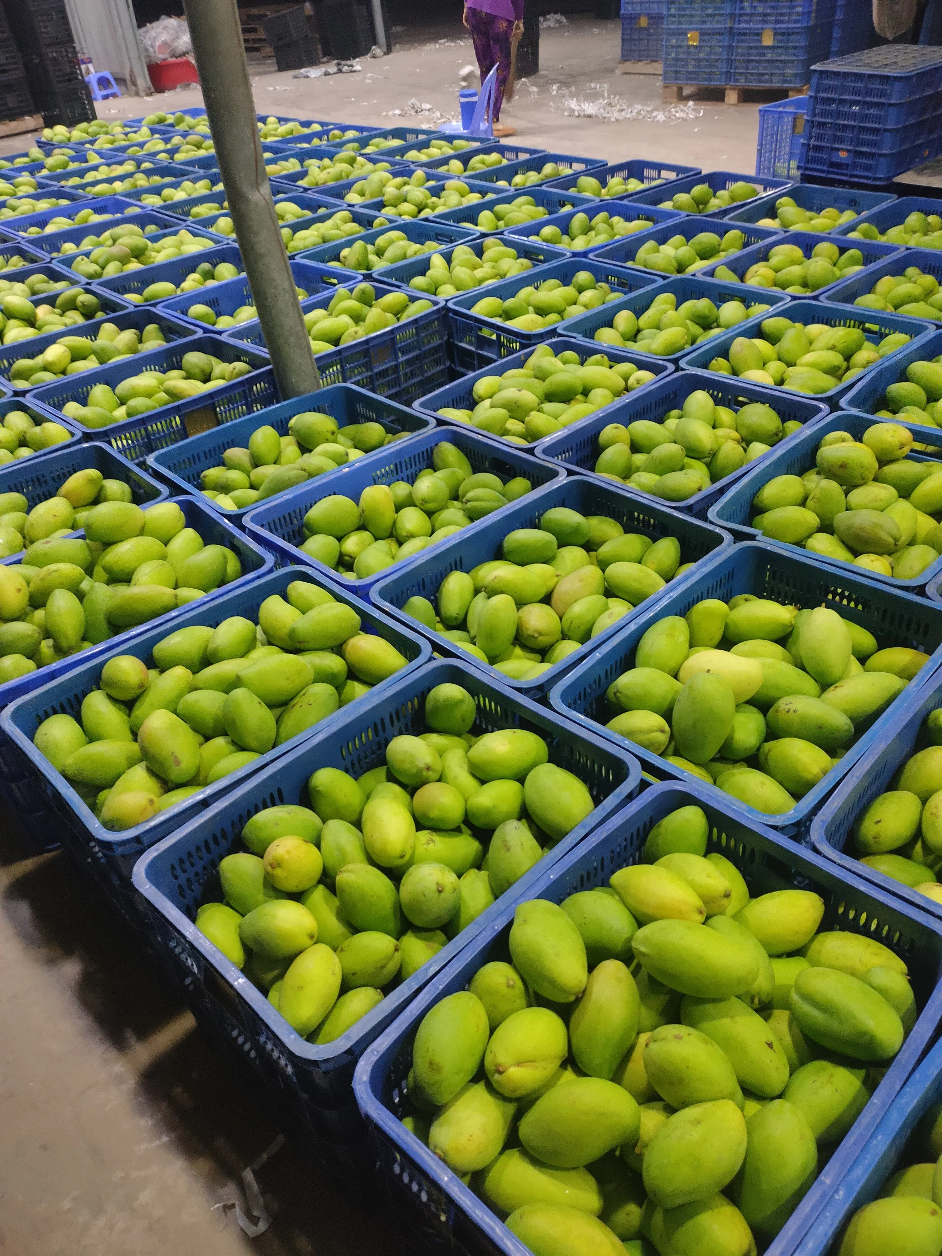 HASU High Fresh Green KEO Mango Have GAP Certification The Top Recommend Shipping From Vietnam