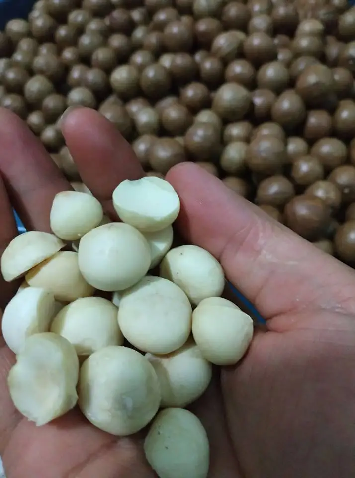 Лучшая цена жареная макадамия богатая питательными орехами макадамии/Hana + 84 901 006 904