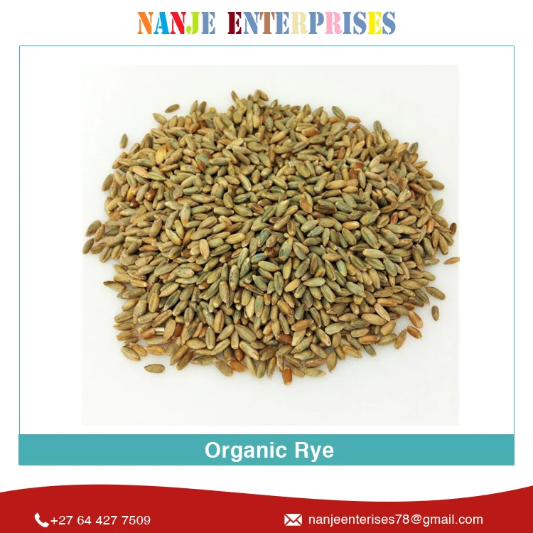 2022 Latest Crop New Arrival Dried Agriculture Grain Organic Rye at Wholesale Price