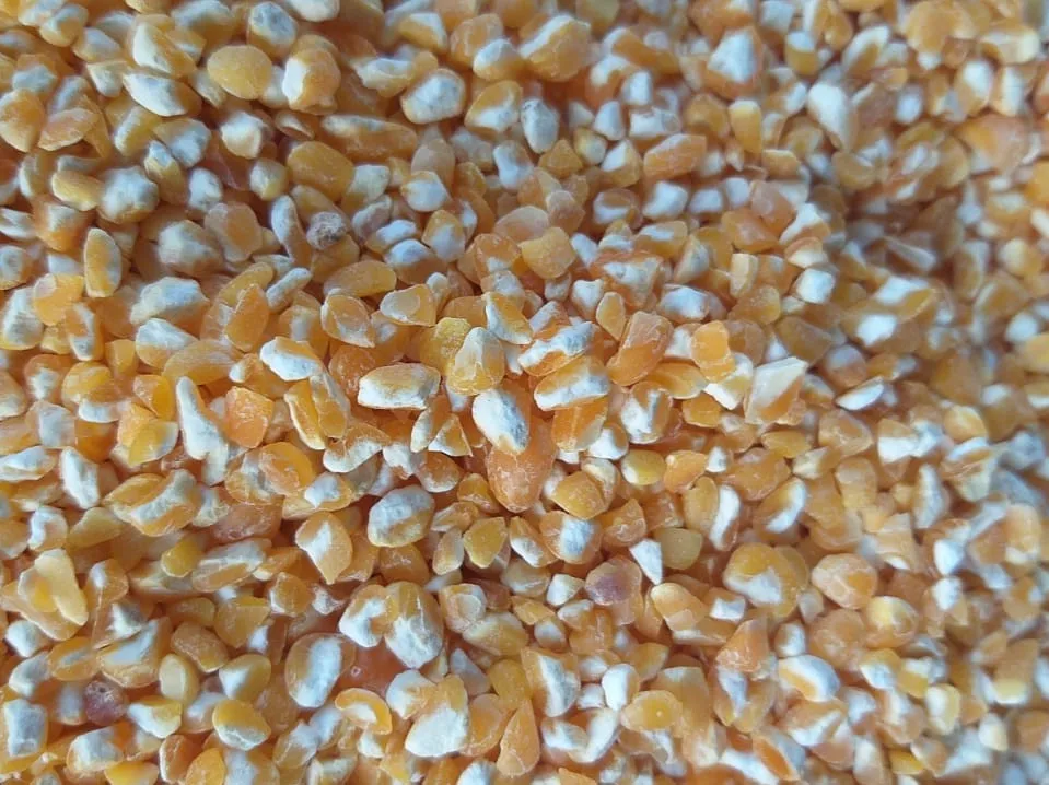 New Crop Yellow maize corn broken with best quality