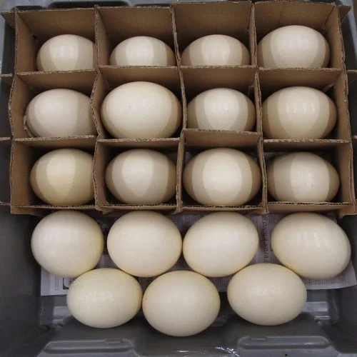 Fertile Ostrich Eggs For Sale From FRANCE