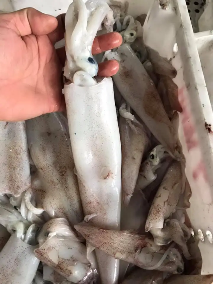 Best Price Fresh and Natural Frozen Seafood 500gr in PE bag Squid With OCOP Certification Fom Vietnam
