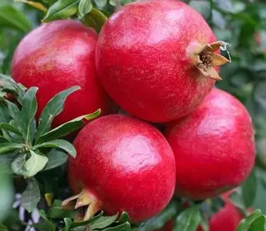 Fresh Red Pomegranates Wholesale FROM TURKEY New Season 2021 Best Price Turkish Orjin Wonderful and Hicaz all sizes