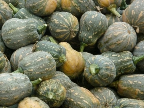 Fresh Pumpkin with the Best Price Wholesale Vietnam
