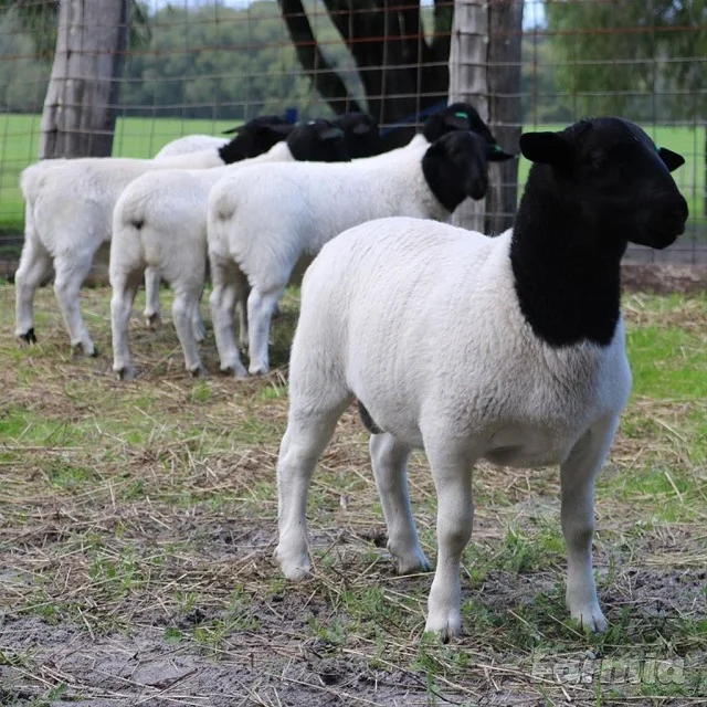 
Dorper Sheep/live sheep 