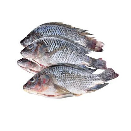 Healthy Frozen Red Tilapia,Tilapia Fillets, Tilapia gutted and scaled