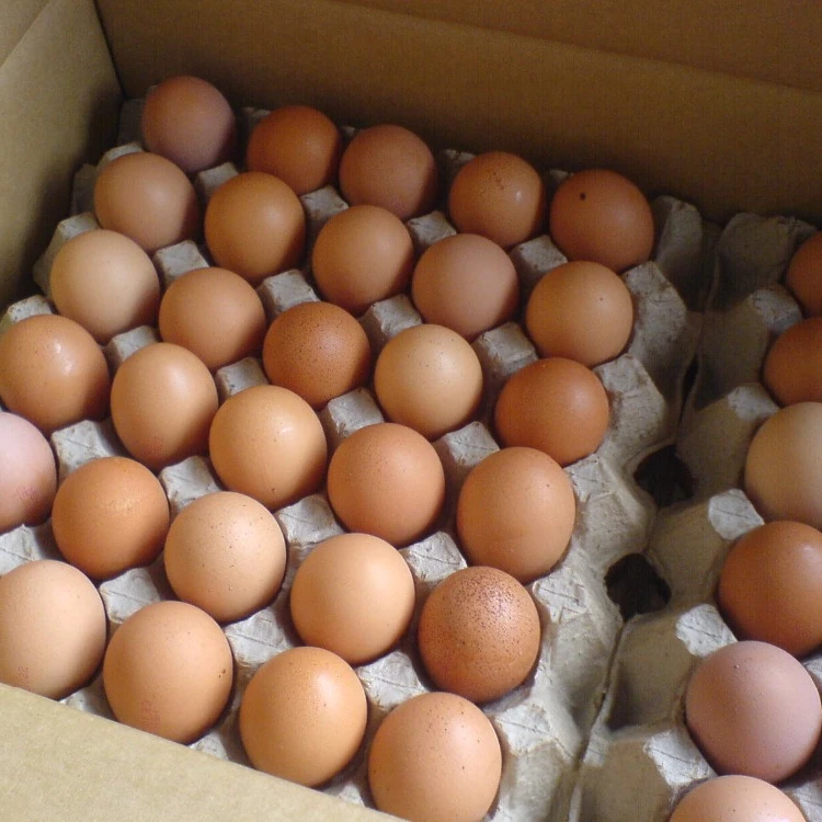 Eggs Farm Fresh Organic Poultry Chicken Brown and White Shell Table Eggs | Halal Top Quality Packed Eggs