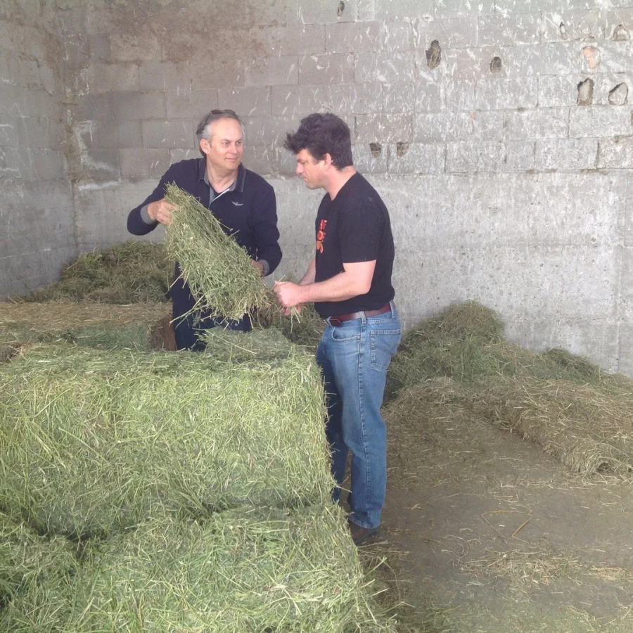 Best Alfalfa Hay Special Prices and Shipping for Gulf Region and Arab Countries