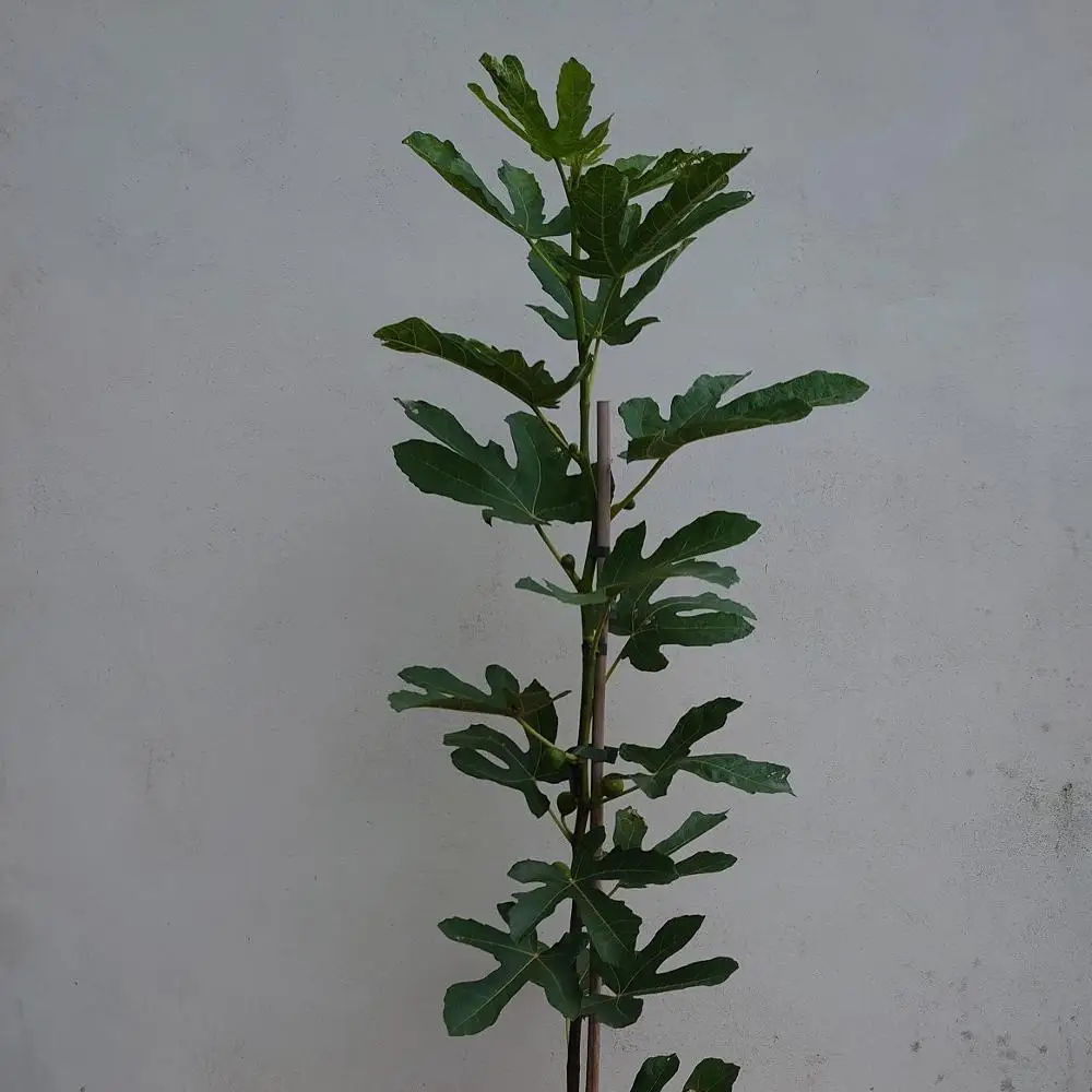 
High-Quality Ficus Carica Domestic Fig 10 Varieties Bifid Re-Flowering Various Fruit Tree And Lemon Tree 