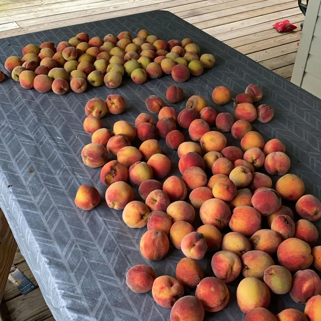 Высокое качество-свежие персики