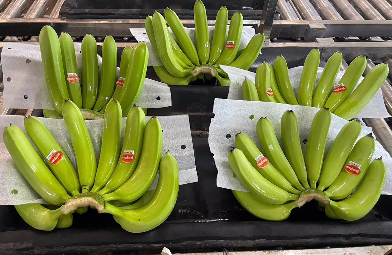 Fresh Cavendish Banana/ Musa Banana Fruit Export wholesale High Quality (Certification: GAP, HACCP...) - 100% Organic