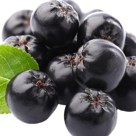 Top Quality Organic Aronia berries