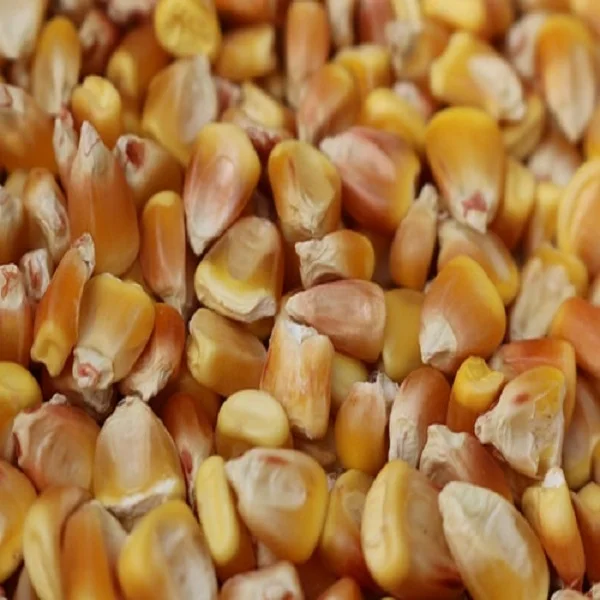 
Yellow Corn/Maize for Animal Feed / CORN FOR POULTRY FEED 