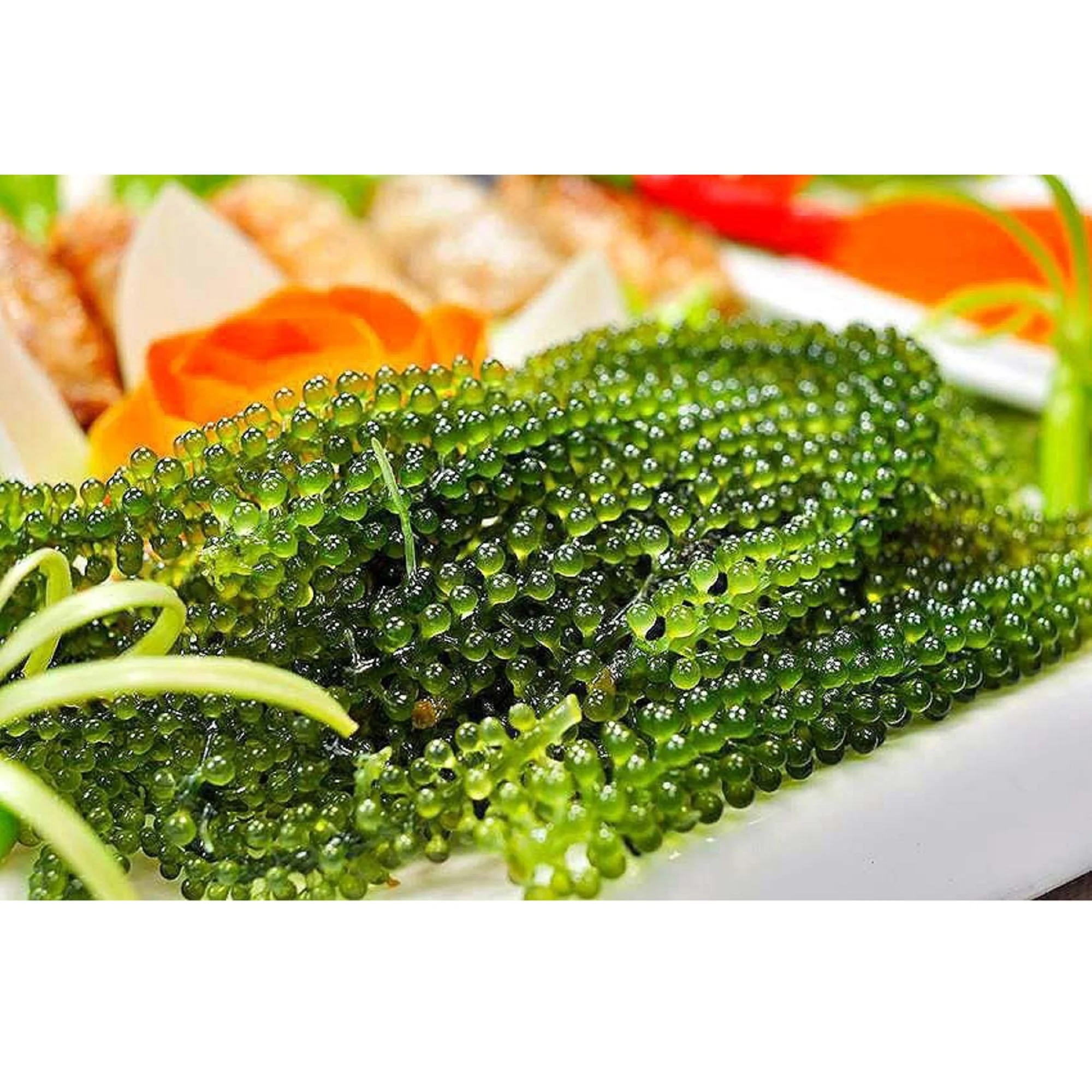 
Wholesale Quality 100% Organic Green Sea Grapes Natural Taste From VLUMI Vietnam 