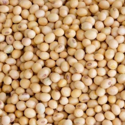 Quality Sweet quality soya bean for oil , soybean , Soybean Seeds for sale