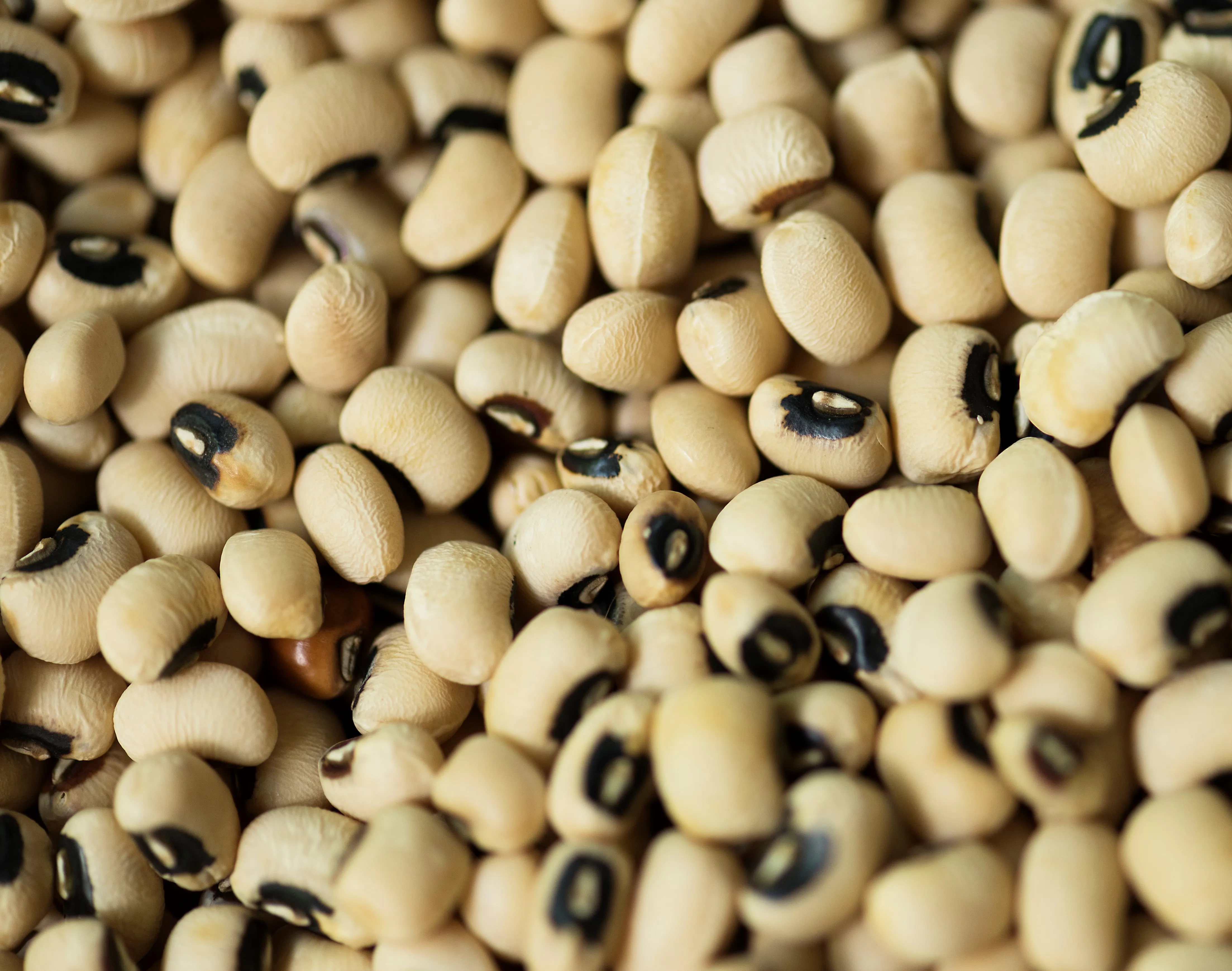 Sofia Agro crop 2021 October wholesale good quality from Uzbekistan bags 25 kg natural dried black eye beans