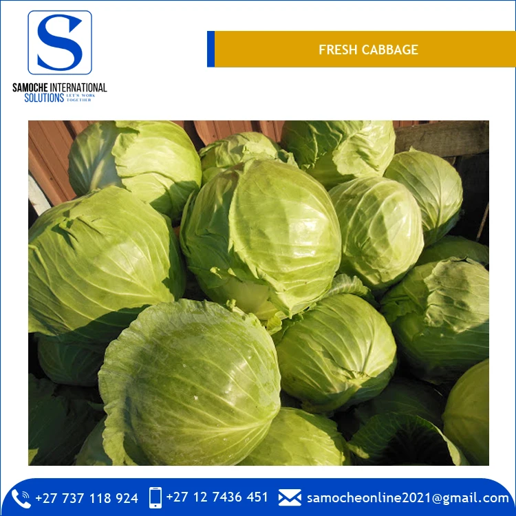 Лидер продаж высококачественные свежие овощи капуста