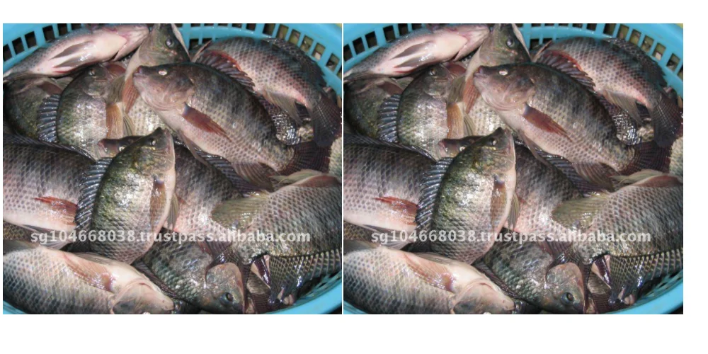 TILAPIA GS