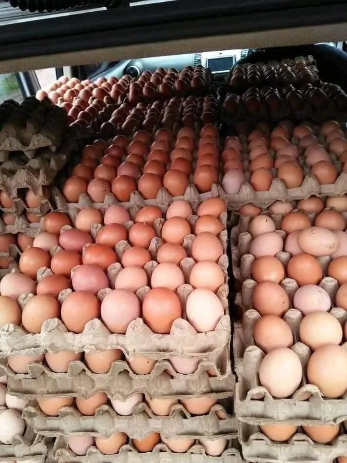 Farm Fresh Chicken Table Eggs Brown and White Shell Chicken Eggs