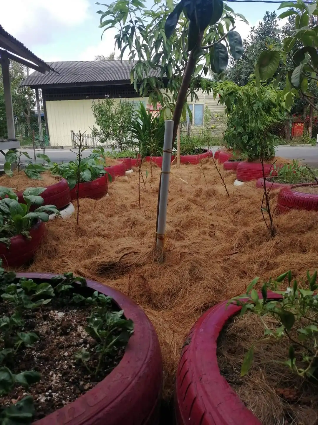 
Best Selling Natural Coconut Fibre With 100% From Coconut Coir For Mattress Production 