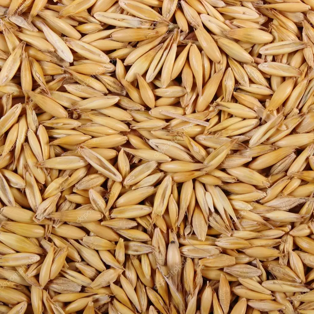 
High Quality Hot Seller Ukraine Original bulk yellow oats for sale 