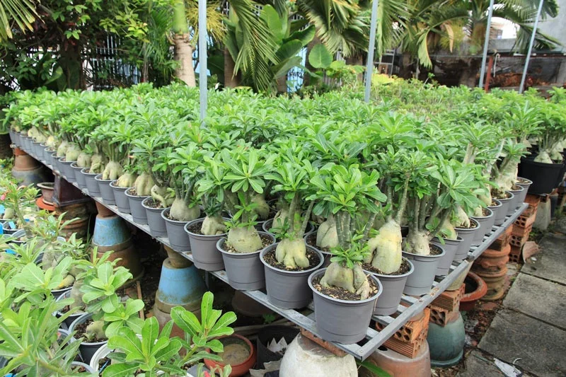 Арабикум адениум/аденум поставщик из Таиланда хорошее качество/Lina + 84 896 625 614