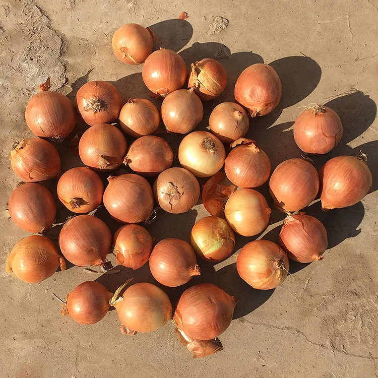 Экспорт оптовая цена горячая Распродажа овощей свежий натуральный красный фиолетовый лук/Пакистанский Красный