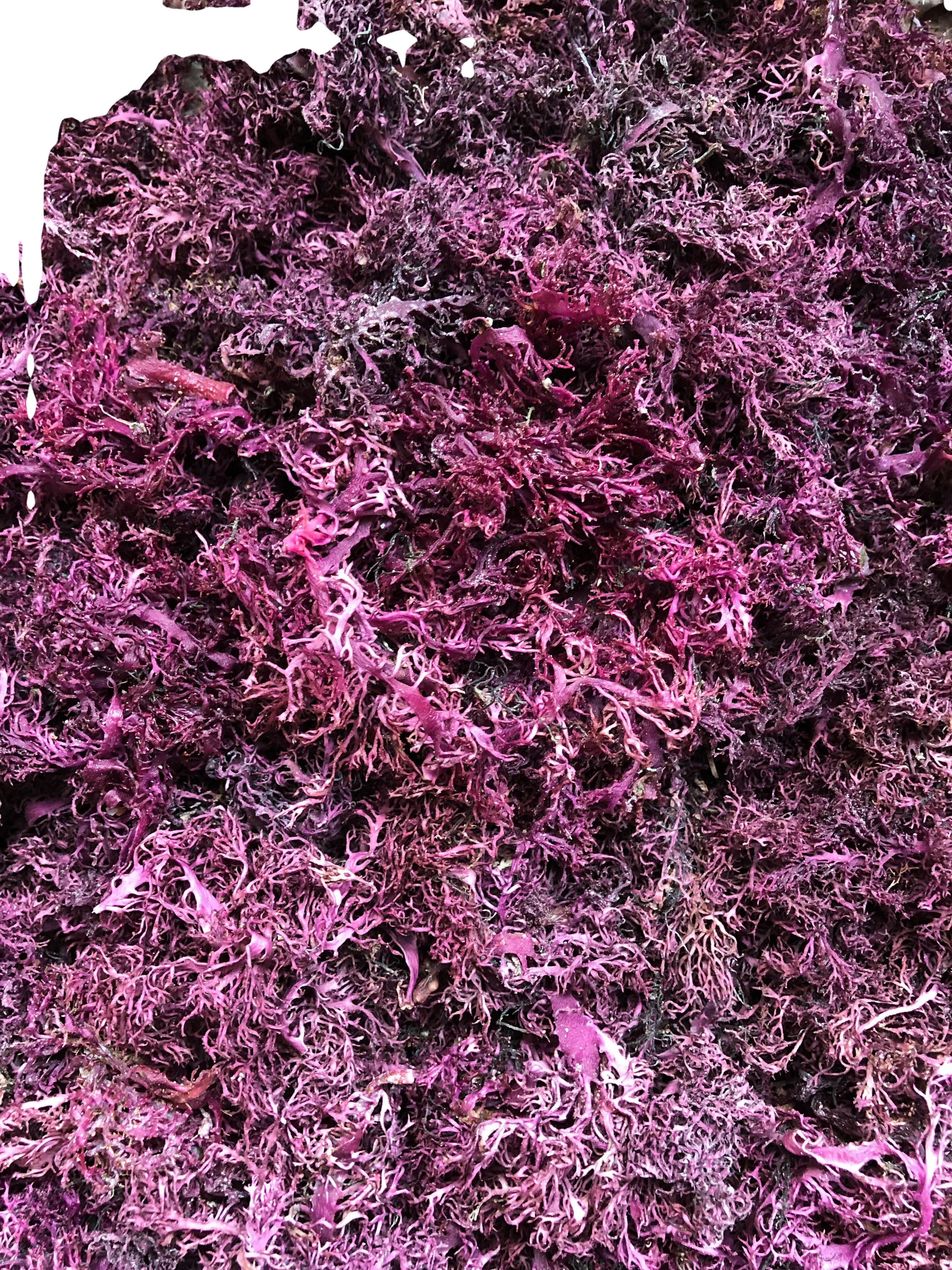 DRIED PURPLE SEA MOSS 100% NATURAL WITH CHEAP PRICE AND HIGH QUALITY FROM VIETNAM IN 2023