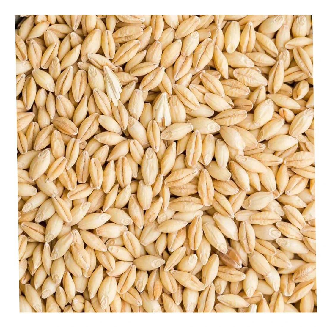
Quality barley grain in bulk, barley 