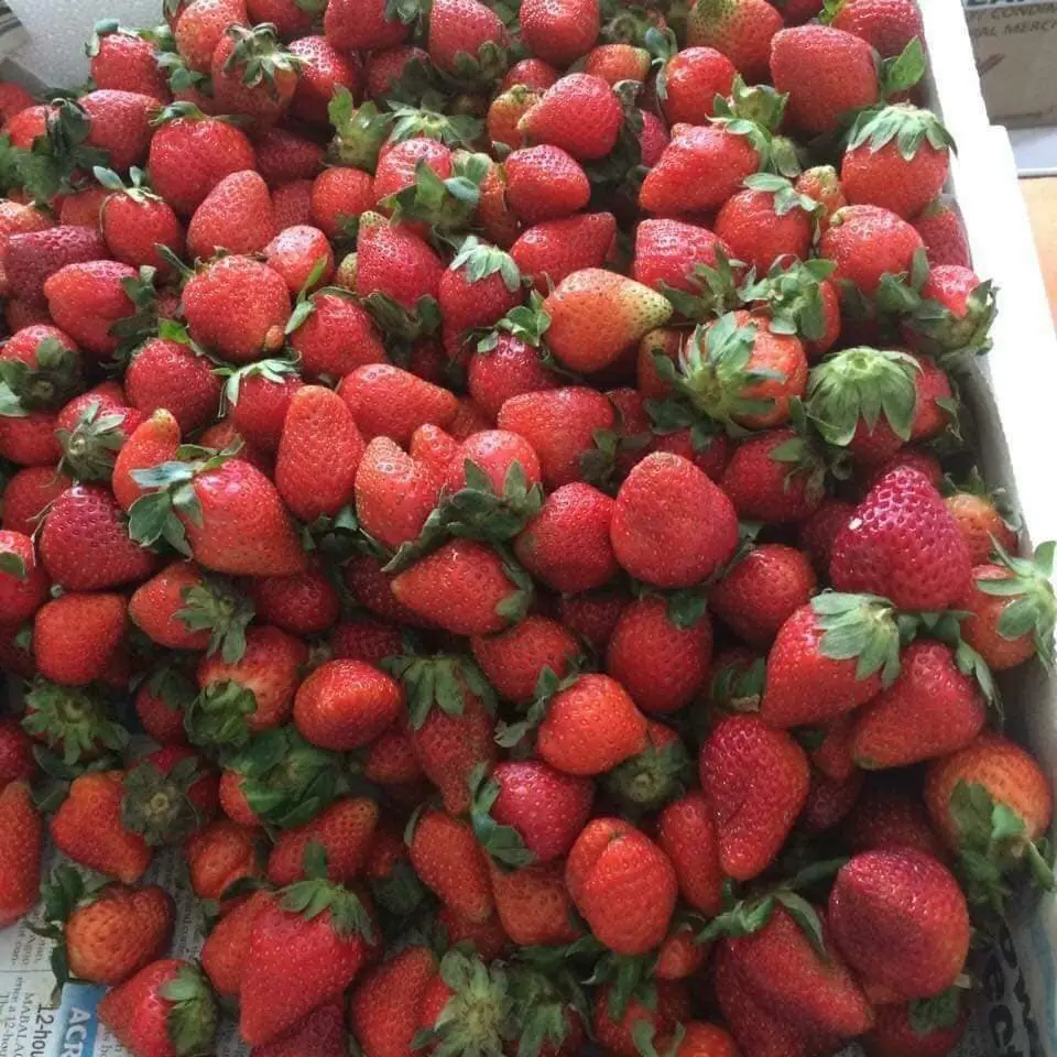 Frozen Mixed Berries Blackberry Blueberry Strawberry Raspberry Fruit Mix