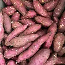 HASU  Best Yellow Sweet Potato Shipping From Vietnam With 3 Months Maturity Have COMMON Cultivation Type