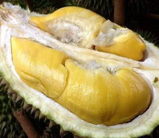 
Fresh Durian Turkey Product Most Delicious Durian 