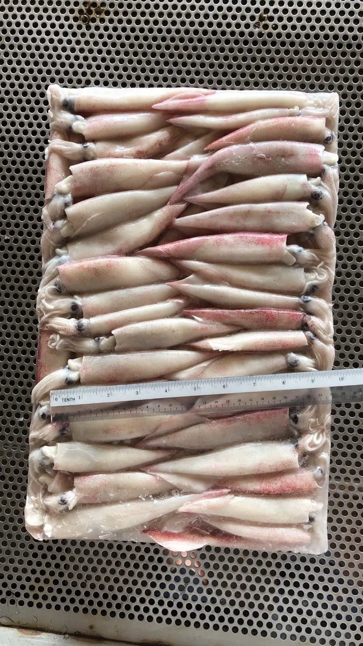 Свежий замороженный цельный кальмар с круглой иглой по лучшей цене для 2/3 3/5 4/5 4/6 5/7 (дюймы/шт), размер из малайзии