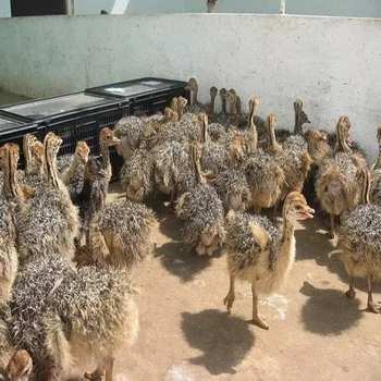 Ostrich Chicks , Fertilized Eggs,Red and Black neck Ostrich
