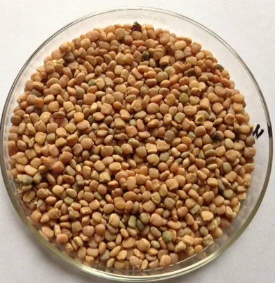 Top Quality Guar Seeds Grade Seeding Bulk Sale