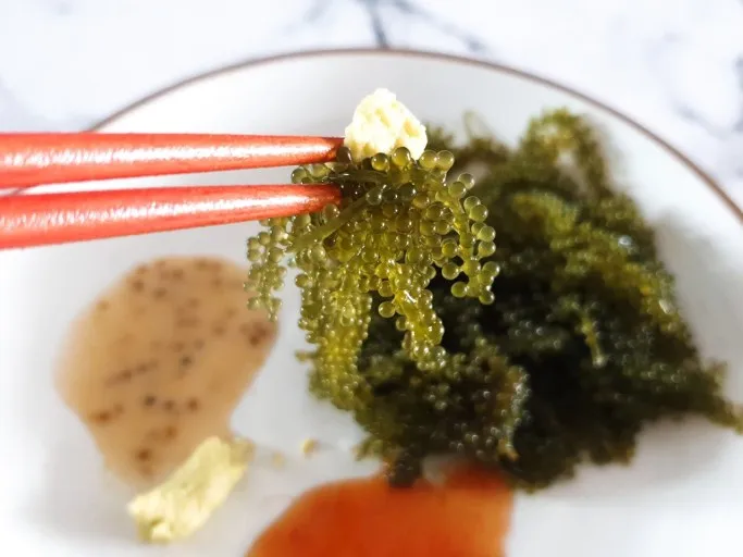  Свежий каулерпы lentillifera/LATO-Премиум LATO морской виноград/морской виноград от Вьетнам (г-жа Деми + 84 961733400)