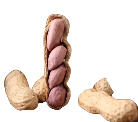 top buy peanuts java 100% natural common cultivate indian peanuts 50 kg. jute bag